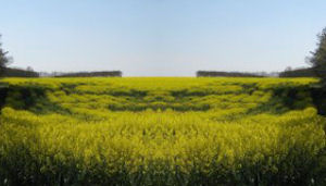 biodiesel.jpg